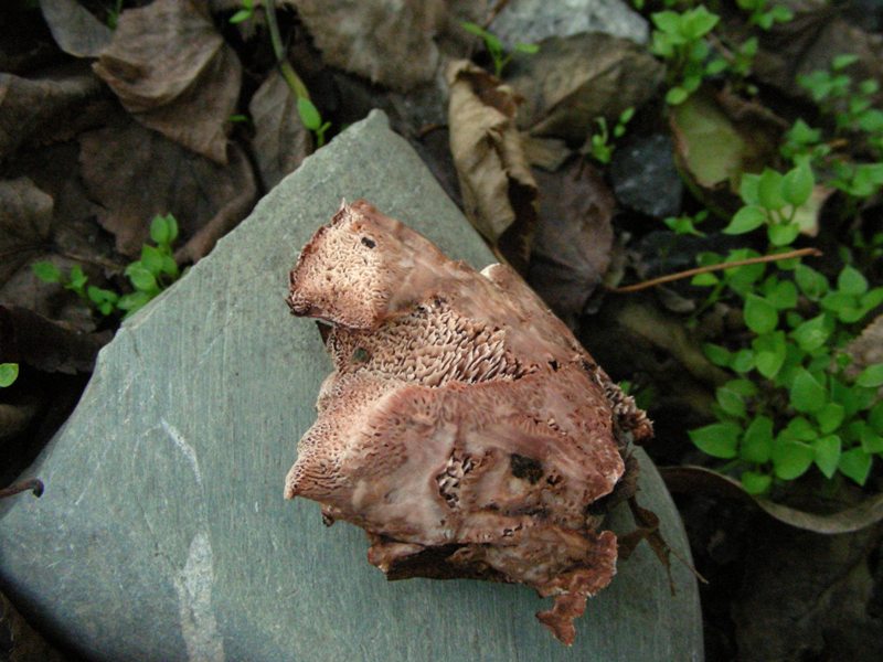 Aphyllophorales molto bello (Abortiporus biennis)